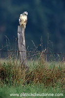 Common Buzzard (Buteo buteo) - Buse variable -  20707