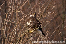 Common Buzzard (Buteo buteo) - Buse variable - 20708