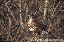 Common Buzzard (Buteo buteo) - Buse variable - 20710