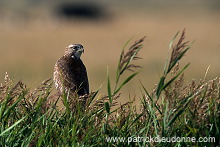 Common Buzzard (Buteo buteo) - Buse variable - 20712