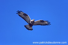 Rough-legged Buzzard (Buteo lagopus) - Buse  pattue - 20714