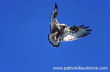 Rough-legged Buzzard (Buteo lagopus) - Buse  pattue - 20715