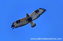 Rough-legged Buzzard (Buteo lagopus) - Buse  pattue - 20716