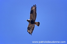 Rough-legged Buzzard (Buteo lagopus) - Buse  pattue - 20718