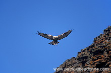 Rough-legged Buzzard (Buteo lagopus) - Buse  pattue - 20721