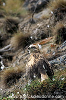 Rough-legged Buzzard (Buteo lagopus) - Buse  pattue - 20722