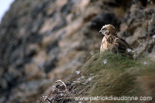 Rough-legged Buzzard (Buteo lagopus) - Buse pattue - 20725 Rough-legged Buzzard (Buteo lagopus) - Buse pattue - 20725