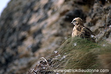 Rough-legged Buzzard (Buteo lagopus) - Buse  pattue - 20725