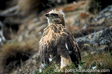 Rough-legged Buzzard (Buteo lagopus) - Buse  pattue - 20726