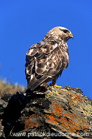 Rough-legged Buzzard (Buteo lagopus) - Buse  pattue - 20728