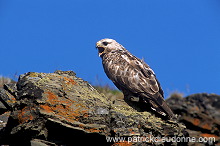 Rough-legged Buzzard (Buteo lagopus) - Buse  pattue - 20729