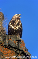 Rough-legged Buzzard (Buteo lagopus) - Buse  pattue - 20732