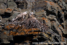 Rough-legged Buzzard (Buteo lagopus) - Buse  pattue - 20735