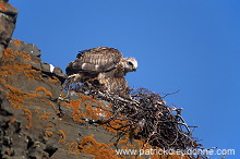 Rough-legged Buzzard (Buteo lagopus) - Buse  pattue - 20736