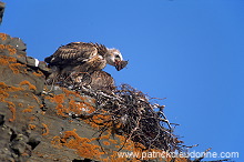 Rough-legged Buzzard (Buteo lagopus) - Buse  pattue - 20737