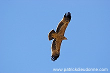 Imperial Eagle (Aquila heliaca) - Aigle imperial  10613