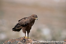 Lesser Spotted Eagle (Aquila pomarina) - Aigle pomarin  10939