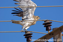 Short-toed Eagle (Circaetus gallicus) - Circaète Jean-le-Blanc 10615