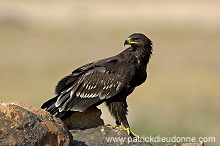 Spotted Eagle (Aquila clanga) - Aigle criard 10616