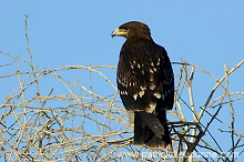 Spotted Eagle (Aquila clanga) - Aigle criard 10617