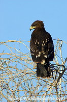 Spotted Eagle (Aquila clanga) - Aigle criard 10618