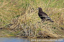 Spotted Eagle (Aquila clanga) - Aigle criard  10619