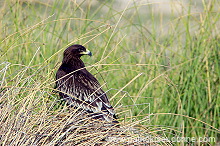 Spotted Eagle (Aquila clanga) - Aigle criard  10620