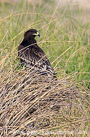 Spotted Eagle (Aquila clanga) - Aigle criard  10621