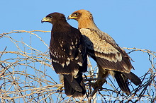 Spotted Eagle (Aquila clanga) - Aigle criard (10623)