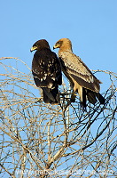 Spotted Eagle (Aquila clanga) - Aigle criard (10624)