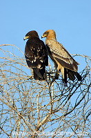 Spotted Eagle (Aquila clanga) - Aigle criard (10624) Spotted Eagle (Aquila clanga) - Aigle criard (10624)
