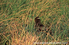 Spotted Eagle (Aquila clanga) - Aigle criard 10945 Spotted Eagle (Aquila clanga) - Aigle criard 10945