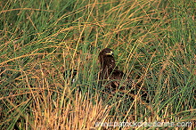 Spotted Eagle (Aquila clanga) - Aigle criard  10945