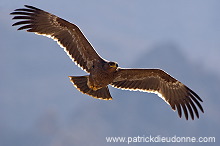 Steppe Eagle (Aquila nipalensis) - Aigle des Steppes (10626)