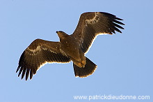 Steppe Eagle (Aquila nipalensis) - Aigle des Steppes (10627)