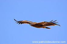 Steppe Eagle (Aquila nipalensis) - Aigle des Steppes (10628)