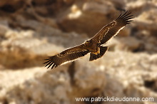 Steppe Eagle (Aquila nipalensis) - Aigle des Steppes (10629)