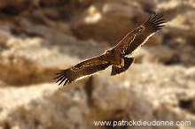 Steppe Eagle (Aquila nipalensis) - Aigle des Steppes (10629) Steppe Eagle (Aquila nipalensis) - Aigle des Steppes (10629)