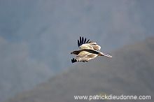 Steppe Eagle (Aquila nipalensis) - Aigle des Steppes (10630)