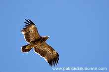 Steppe Eagle (Aquila nipalensis) - Aigle des Steppes (10631)