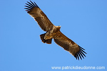 Steppe Eagle (Aquila nipalensis) - Aigle des Steppes (10632)