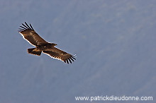 Steppe Eagle (Aquila nipalensis) - Aigle des Steppes (10634)