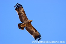 Steppe Eagle (Aquila nipalensis) - Aigle des Steppes (10635)