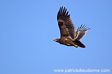 Steppe Eagle (Aquila nipalensis) - Aigle des Steppes (10636)