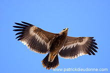 Steppe Eagle (Aquila nipalensis) - Aigle des Steppes (10637) Steppe Eagle (Aquila nipalensis) - Aigle des Steppes (10637)