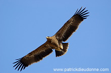 Steppe Eagle (Aquila nipalensis) - Aigle des Steppes (10638)