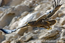 Steppe Eagle (Aquila nipalensis) - Aigle des Steppes (10639)