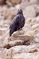 Steppe Eagle (Aquila nipalensis) - Aigle des Steppes (10642)