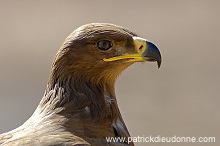 Steppe Eagle (Aquila nipalensis) - Aigle des Steppes (10643)