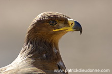 Steppe Eagle (Aquila nipalensis) - Aigle des Steppes (10643) Steppe Eagle (Aquila nipalensis) - Aigle des Steppes (10643)